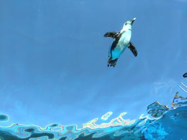 サンシャイン水族館に投稿された画像（2024/11/18）