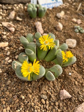 伊豆シャボテン動物公園に投稿された画像（2024/11/18）