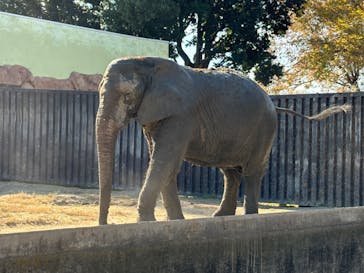 東武動物公園に投稿された画像（2024/11/18）