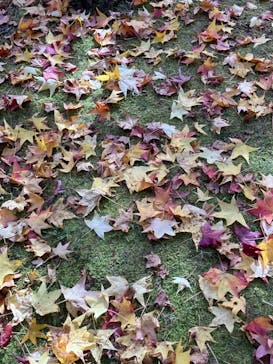 万博記念公園に投稿された画像（2024/11/18）