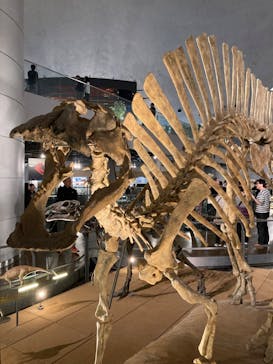 福井県立恐竜博物館に投稿された画像（2024/11/18）