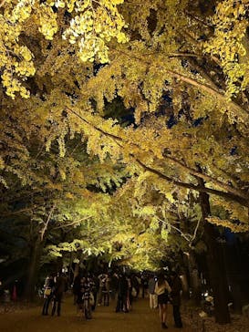 国営昭和記念公園 秋の夜散歩に投稿された画像（2024/11/18）