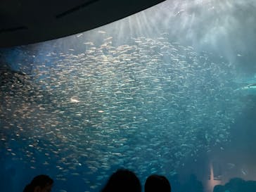 名古屋港水族館に投稿された画像（2024/11/18）