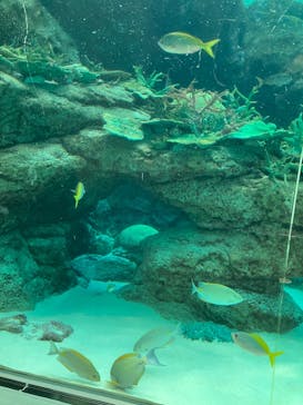 名古屋港水族館に投稿された画像（2024/11/18）