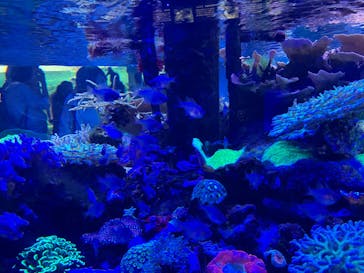 名古屋港水族館に投稿された画像（2024/11/18）