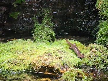 世界淡水魚園水族館　アクア・トトぎふに投稿された画像（2024/11/18）