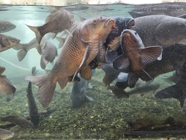 世界淡水魚園水族館　アクア・トトぎふに投稿された画像（2024/11/18）