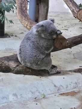 多摩動物公園に投稿された画像（2024/11/18）