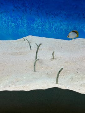 大分マリーンパレス水族館 「うみたまご」に投稿された画像（2024/11/18）