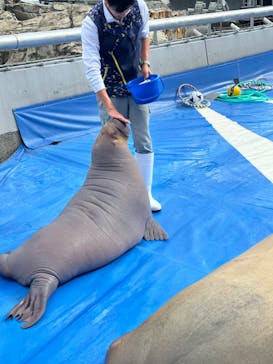 大分マリーンパレス水族館 「うみたまご」に投稿された画像（2024/11/18）