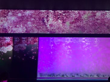 アクアワールド茨城県大洗水族館に投稿された画像（2024/11/18）