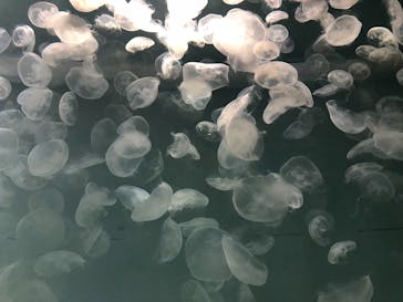 アクアワールド茨城県大洗水族館に投稿された画像（2024/11/18）