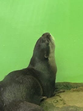 しながわ水族館に投稿された画像（2024/11/18）