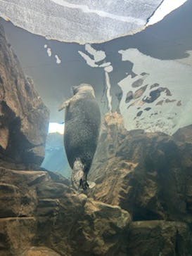 しながわ水族館に投稿された画像（2024/11/18）