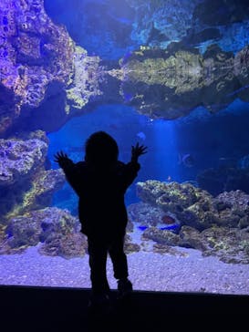 京都水族館に投稿された画像（2024/11/18）