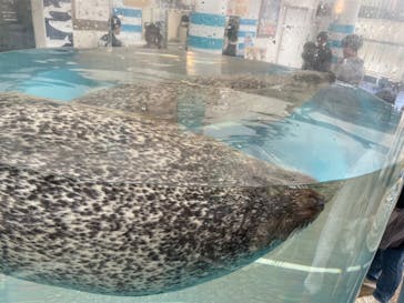 京都水族館に投稿された画像（2024/11/18）