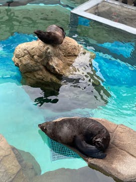 京都水族館に投稿された画像（2024/11/18）