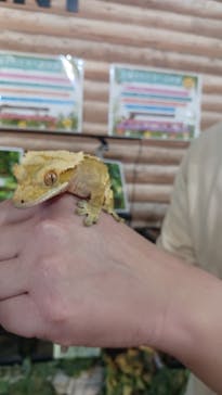 いきもの探検隊上尾に投稿された画像（2024/11/18）