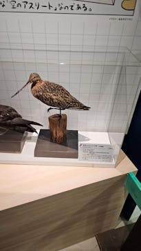 特別展「鳥 ～ゲノム解析が解き明かす新しい鳥類の系統～」国立科学博物館に投稿された画像（2024/11/18）
