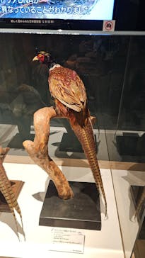 特別展「鳥 ～ゲノム解析が解き明かす新しい鳥類の系統～」国立科学博物館に投稿された画像（2024/11/18）