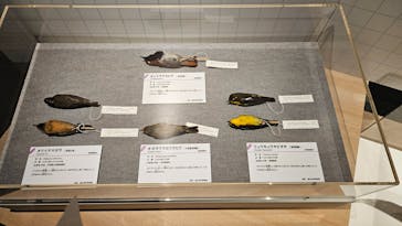 特別展「鳥 ～ゲノム解析が解き明かす新しい鳥類の系統～」国立科学博物館に投稿された画像（2024/11/18）