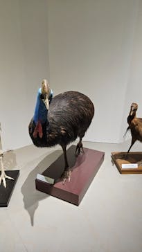 特別展「鳥 ～ゲノム解析が解き明かす新しい鳥類の系統～」国立科学博物館に投稿された画像（2024/11/18）