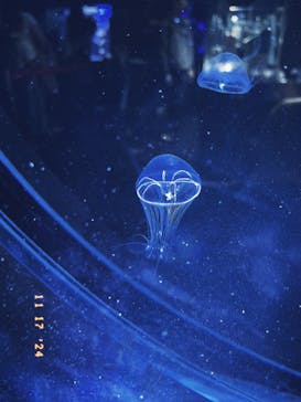 名古屋港水族館に投稿された画像（2024/11/18）