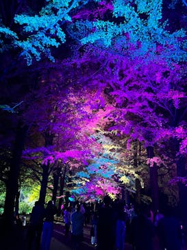 国営昭和記念公園 秋の夜散歩に投稿された画像（2024/11/18）