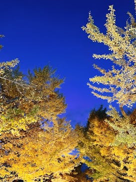 国営昭和記念公園 秋の夜散歩に投稿された画像（2024/11/18）