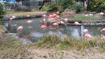 名古屋市東山動植物園に投稿された画像（2024/11/18）