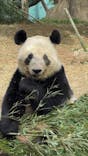 恩賜上野動物園に投稿された画像（2024/11/18）