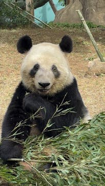 恩賜上野動物園に投稿された画像（2024/11/18）