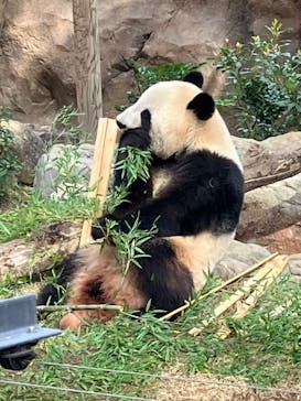 恩賜上野動物園に投稿された画像（2024/11/18）