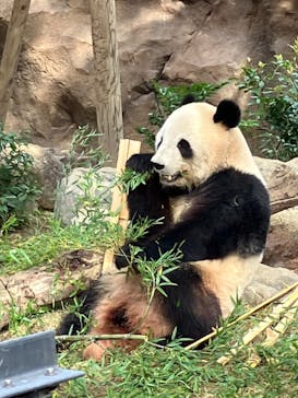 恩賜上野動物園に投稿された画像（2024/11/18）