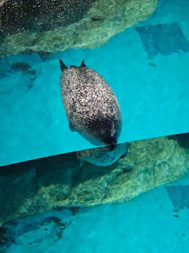 アクアワールド茨城県大洗水族館に投稿された画像（2024/11/18）