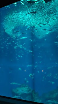 アクアワールド茨城県大洗水族館に投稿された画像（2024/11/18）