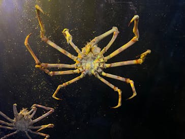 竹島水族館に投稿された画像（2024/11/18）