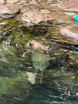 箱根園水族館に投稿された画像（2024/11/18）
