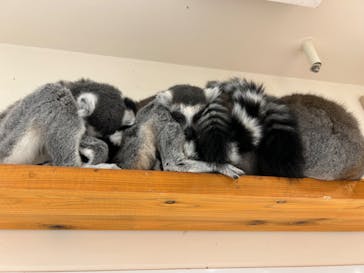 アニタッチ 東京ドームシティに投稿された画像（2024/11/18）