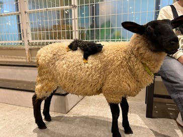 アニタッチ 東京ドームシティに投稿された画像（2024/11/18）