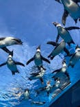 サンシャイン水族館に投稿された画像（2024/11/17）