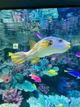 サンシャイン水族館に投稿された画像（2024/11/17）