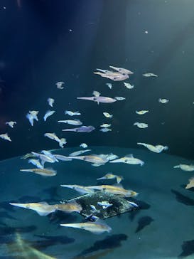 上越市立水族博物館 うみがたりに投稿された画像（2024/11/18）