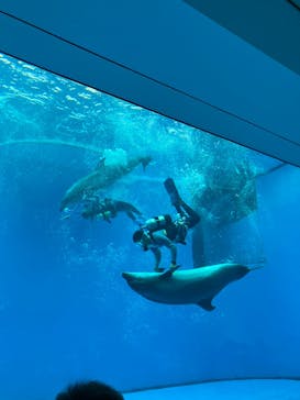 上越市立水族博物館 うみがたりに投稿された画像（2024/11/18）