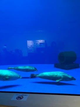 上越市立水族博物館 うみがたりに投稿された画像（2024/11/18）