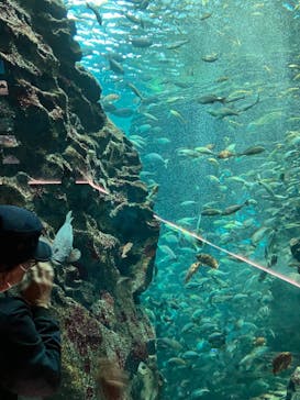 上越市立水族博物館 うみがたりに投稿された画像（2024/11/18）