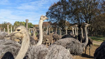ダチョウ王国石岡ファームに投稿された画像（2024/11/18）