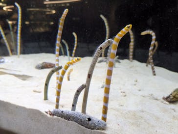 京都水族館に投稿された画像（2024/11/18）