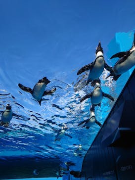 サンシャイン水族館に投稿された画像（2024/11/18）