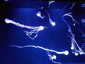 サンシャイン水族館に投稿された画像（2024/11/18）